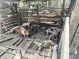 situación de malos  olores por presencia de porquerizas